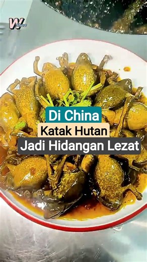 Katak Hutan Yang Berhibernasi Saat Musim Dingin. #warungshort #linwa #katakhutan #kuliner #food