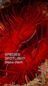 2.4K views · 18 reactions | Disco-ver the electric clam! 睊 These vibrantly coloured animals can create a flashing or strobing effect due to reflection of sunlight through the water.  This behaviour has earned them some fun nicknames such as the electro-flame scallop and our personal favourite, the disco clam!  #SpeciesSpotlight #Disco #weekend #underwaterworld #ocean #oceanconservation #creaturefeature | Blue Marine Foundation | Facebook