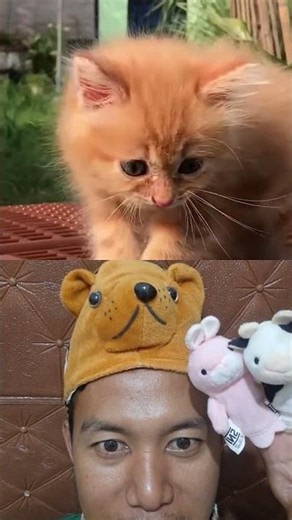 Colab Project | Suara Kucing Meow | Adorable Cat Meows #funny #cat #cute #love #shorts