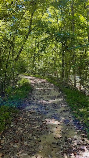 271K views · 12K reactions | Join me for a peaceful walk through the woods, accompanied by one of my favorite voices-Bob Seger. Let the music and nature soothe your soul. Tap in, take a breath, and let the journey begin #NatureAndMusic #BobSegerVibes #peacefulmoments #WalkInTheWoods #SoulfulSounds | John Michael Hazelwood | Facebook