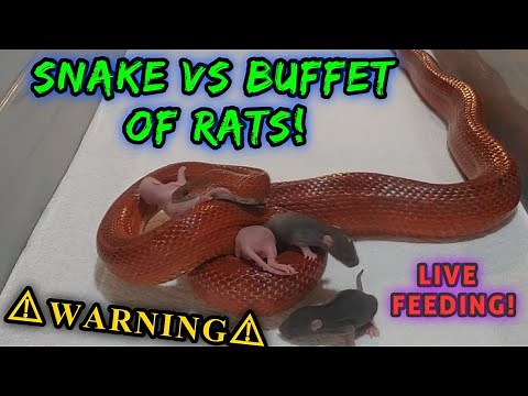 Warning | Corn Snake Eats 4 Rats | Live Feeding