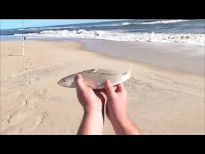 Fall Surf Fishing For Anything That Bites - Assateague Island Maryland #surfcasting #beachfishing