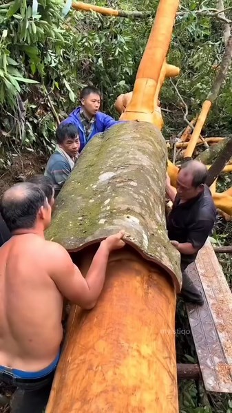 How Tree Bark Turns Into Cinnamon Sticks!