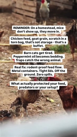 What finally ended the mouse invasion in your barn? #cleaning #homestead #sustainability