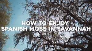 96K views · 1K reactions | We've got the facts on Savannah's gorgeous Spanish moss. | Visit Savannah | Facebook
