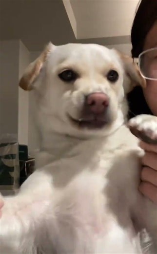 Golf Dance with My Dog: A Fun & Viral Video