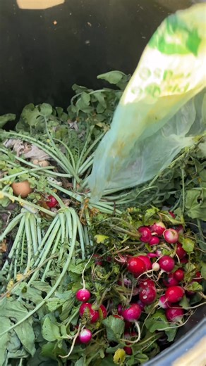 When I forgot vegetables in other fridge 😂 #compost #vegetablegarden #backyardgarden #fblifestyle #gardening | GrowwithChea