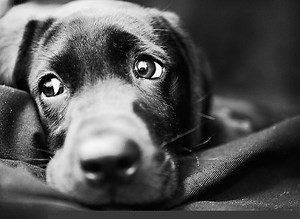 Diary of a Sad Dog. {Video} | elephant journal