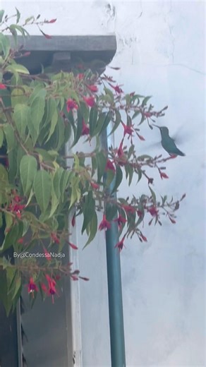 Colibrí #birds #avesargentinas #birdslovers