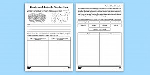 Difference Between Plants and Animals Worksheet