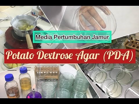CARA MEMBUAT MEDIA PDA (POTATO DEXTROSE AGAR) UNTUK PERTUMBUHAN JAMUR