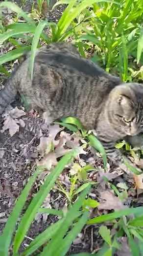 Gardening tip: removing Oak and other tree seedlings from your garden