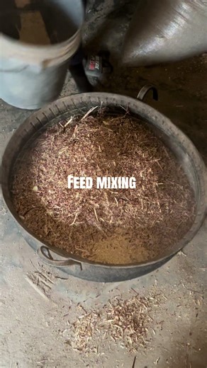 Quality Feed Mixing for Healthy Rams