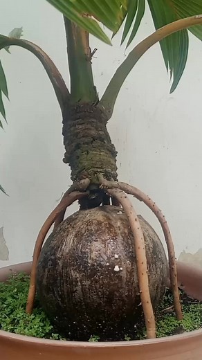 Coconut Bonsai: Beauty of Nature in Miniature