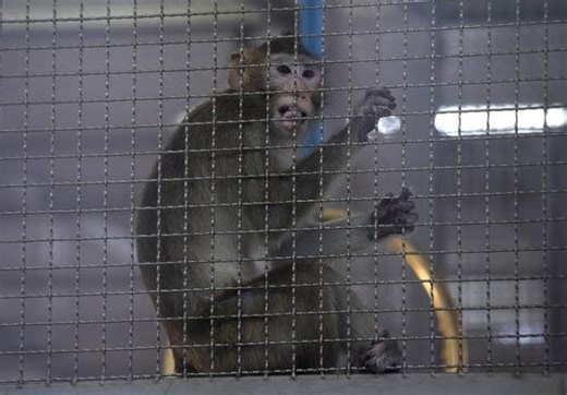 VA to End Medical Research on Primates as Animal Rights Group Cheers the Move