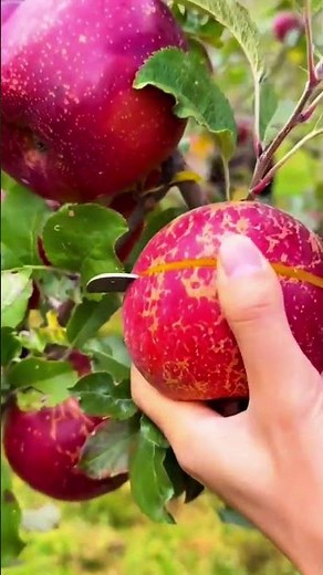 technique for dividing an apple into two parts by cutting it with a knife