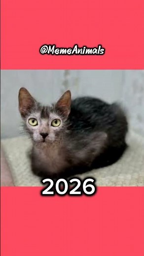 🎬 Title: Then vs Now: Pop Cat 😹 | 2021 vs 2026