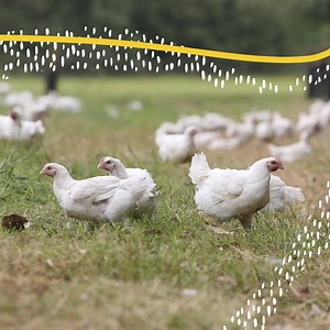 We believe that free range should mean exactly what it implies. So we give our ROXY™ The Organic Chickens and RANGER® The Free Range Chickens open space to move about freely, both indoors and outdoors. | Draper Valley Farms