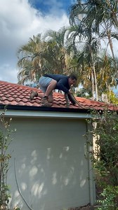 348K views · 5.6K reactions | Giffo was playing snakes and ladders when he wrangled these two big units on a roof at Ningi. It’s possible these were two males ready to combat  Feel free to give us a call if you need a roof inspection we have you sorted ☎️ 0408 545 440 | Sunshine Coast Snake Catchers 24/7 | Facebook