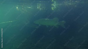 Northern pike swimming near shore bank in slow motion