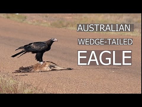 Wedge Tailed Eagle (Aquila audax) Clip 2 Australian Bird Media.
