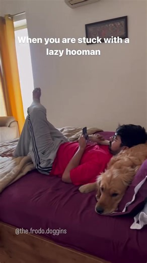 8.5K views · 485 reactions | Those lazy humans  @the.frodo.doggins | I Love Golden Retrievers | Facebook