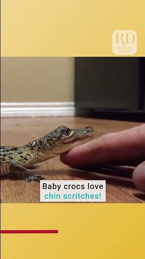 Baby Crocodile Likes to be Pet