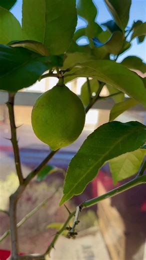 Eureka Lemon Tree #gardening #zone8b #lemontree