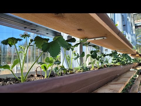 Gutter Garden, DIY Rain Gutter Strawberry Planter, vertical garden, growing strawberry in greenhouse