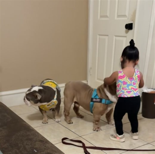 Cuddles before gymnastics 🥹#LaineyJanegirl #fypシviral #englishbulldogsoftiktok #bestfriendsforever @David Medina #lifeofdieselndaisy