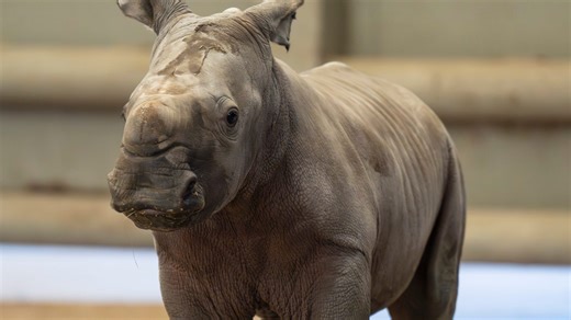 Birth of rhino calf at The Wilds underscores conservation progress