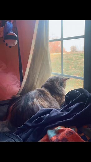2K views · 49 reactions | Maleficent bird watching | Sheracoons Maine Coons | Facebook