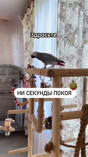 Talking Parrot Shows Off His Best Voice Tricks