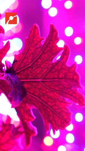 2.6K views · 23 reactions | What is hydroponics and how does it contribute to sustainable farming? In our newest series, Tomorrow’s Menu, 2023 James Beard Foundation semi-finalist Chef Douglass Williams speaks to Freight Farms Lead Product Designer Derek Baker about the science behind hydroponics and how it allows for efficient, space-saving, and sustainable cultivation practices. #Agriculture #Farming #Food #Science | Museum of Science, Boston | Facebook