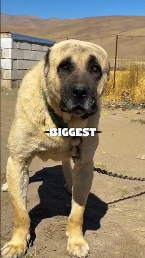 Caucasian Shepherd vs Turkish Kangal – Ultimate Livestock Guardian Power Ranking