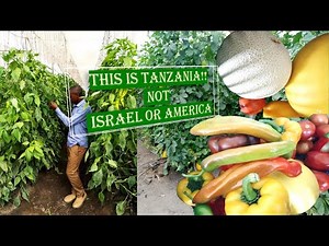 Progress of Modern Greenhouse Farming in Tanzania | Kilimo cha kisasa kwa kutumia Kitalu Nyumba.