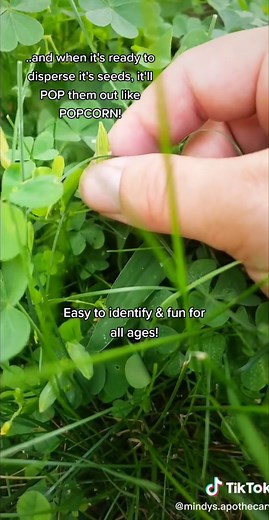 Exploring Wood Sorrel: Benefits and Uses