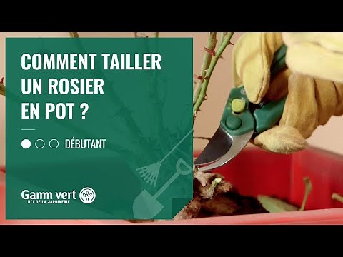 [TUTO] Comment tailler un rosier en pot ? – Jardinerie Gamm vert