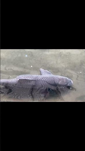 Big Fish Gracefully Navigating a Small Environment