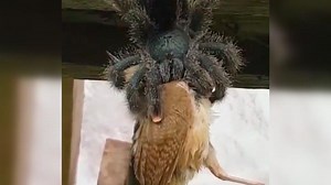Ever seen a spider eating a bird? Viral video is giving netizens the jitters