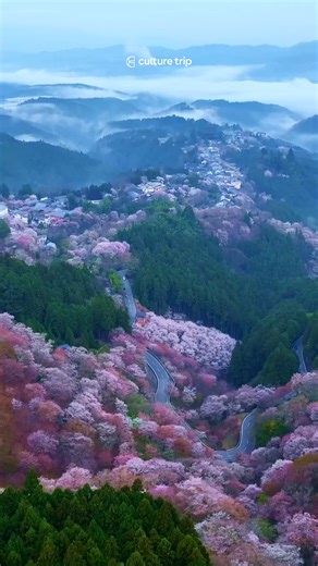 Yoshino in spring feels like stepping into a dream 🌸 rolling hills wrapped in soft pink, quiet paths, and that unmistakable sense of renewal Japan does so well. If this is your sign to plan a spring escape, trust it — click the link in the comments to discover the best places to experience Japan in bloom. | Culture Trip