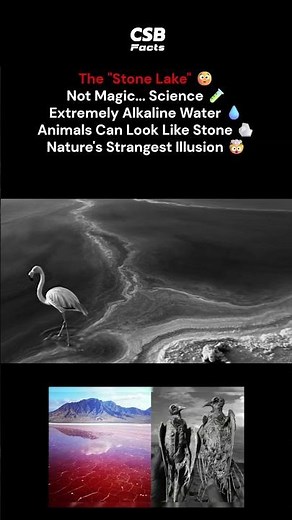 The Lake That Makes Animals Look Like Stone 😳🪨