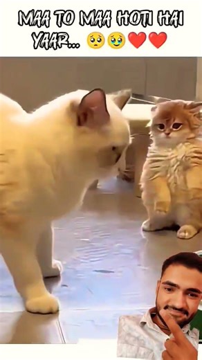 MAA KI JGH KOI NHI LE SKTA ☺️✨❣️ #MAA #emotional #animals #shortsfeed