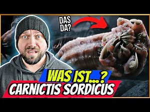 CARNICTIS SORDICUS erklärt: Die Ekel-Kreatur aus King Kong (2005) – Ursprung, Mythos, Fähigkeiten
