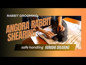 Shearing an angora rabbit for the first time. How to shear an angora rabbit easily. Tips and tricks.