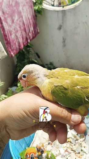 SUN CONURE & PINEAPPLE CONURE 🦜🦜 #birds #birdslovers #conure #pineappleconureparrot #sunconure