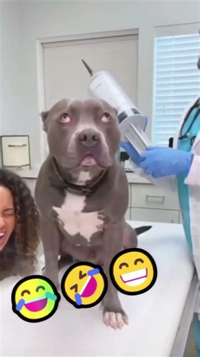 Funny Animal Reactions