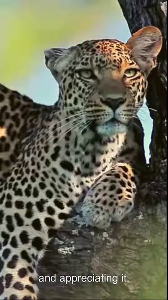 30 years ago this month, Yellowstone saw the successful reintroduction of wolves after they had been extirpated-- pushed from their natural range. Since then, we have been able to see a radical improvement of the environment. Once upon a time, wolves lived here in Texas, helping to manage populations of herbivores and causing a trickle down effect even down to the soil. Texas was home to jaguars, jagurundi, condors, and many other amazing species that we now lack. There are many endangered speci