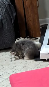 How a clicker works — and why it’s great for your cat. | Cats.com