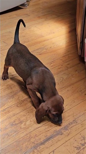 Adorable 8 week REDBONE COONHOUND Puppies